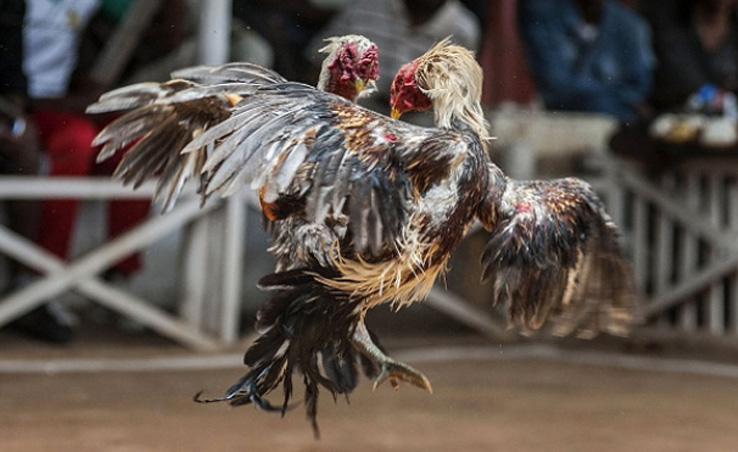 Main Sabung Ayam Online